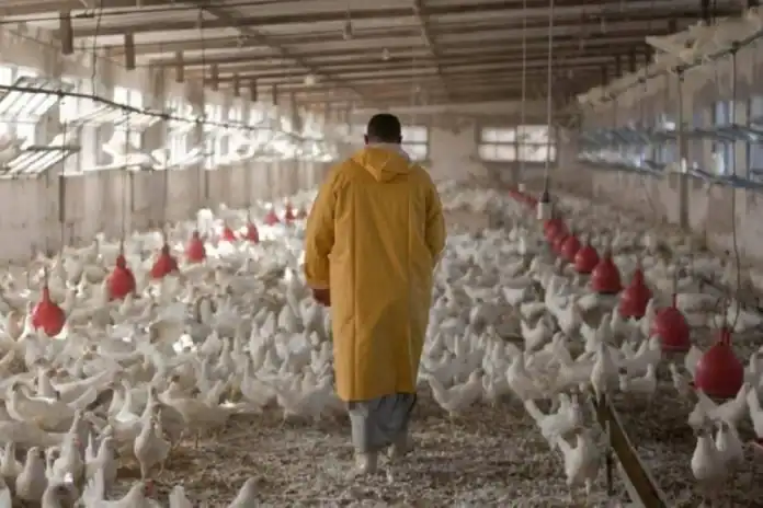 الأردن يستأنف استيراد الدواجن من البرازيل بعد زوال خطر إنفلونزا الطيور