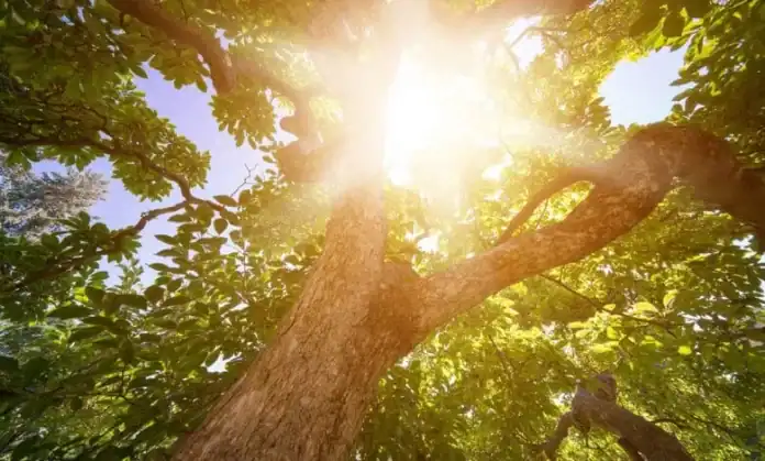 أجواء حارة نسبياً اليوم واستمرار الكتلة الهوائية الحارة حتى الأربعاء