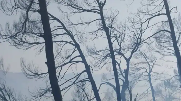 محافظ جرش إجراءات حازمة ضد مفتعلي الحرائق