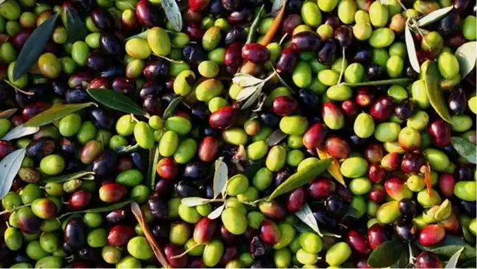 وزارة الزراعة تقرر تعليق تصدير الزيتون الأخضر للموسم الراهن