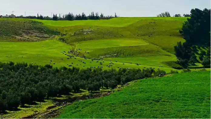 إقبال جماهيري واسع على طبيعة إربد الخلابة