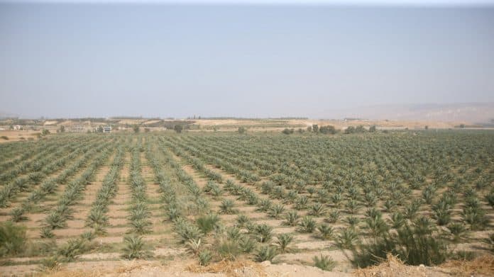 وادي الأردن تسجيل الأصناف النباتية يعزز فرص نجاح المواسم الزراعية
