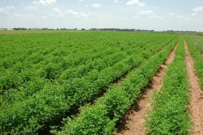 هطول الأمطار يحيي الآمال الزراعية وينعش المحاصيل في لواء البترا